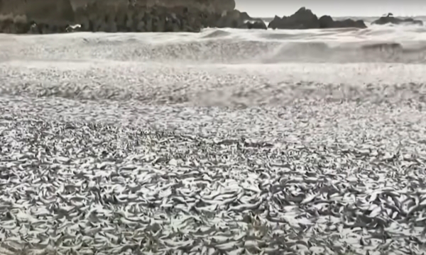 일본 해안가를 뒤덮은 정어리 사체. 사진=KBS 캡처